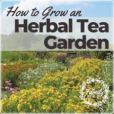How To Grow An Herbal Tea Garden The