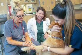 Veterinary Health Care Assistant gambar png
