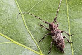 longhorned beetle pest information
