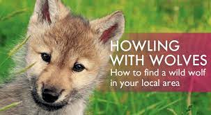 how to find a wolf sanctuary near you