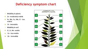 Role Of Micro Nutrients And Their Deficiency Symptoms In