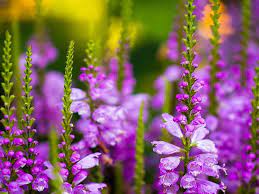 purple larkspur purple flowers