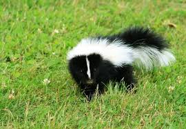 how to get rid of skunk smell