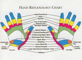 Human Anatomy Physiology Hand Reflex Zones Chart Hand