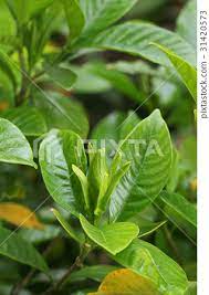Gardenia Flower Bud Stock Photo