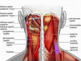 Vector illustration of neck muscles anatomy. Anatomy Head And Neck Posterior Cervical Region Article