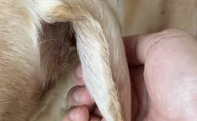 dog s ear swollen it might be a