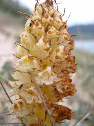 Orobanche densiflora · iNaturalist Panamá
