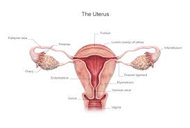 Whats Going On With My Uterus 3 Conditions Related To