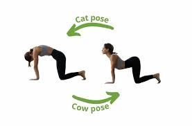 how to do cat cow pose