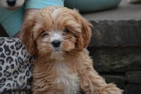 Cavapoos became so popular that puppy mills quickly sprang up and people began breeding them to satisfy the demand. Cavapoos And Mini Cavapoos Cavoodles For Sale