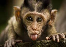 cute monkey hd wallpapers pxfuel