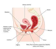 exercise your pelvic floor muscles