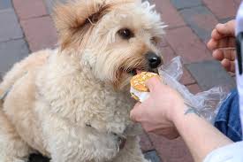They are one of the most preferred delicacies served during big occasions, family browse through tons of variety and select excellent. Philly Dog Owners Can Treat Their Pets To Franklin Fountain S New Canine Ice Cream Sandwiches Phillyvoice