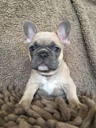 Our san diego, california puppy families recognize that there is a better way to choose and purchase a puppy. French Bulldogs At Risk Of Various Health Problems Eurekalert Science News