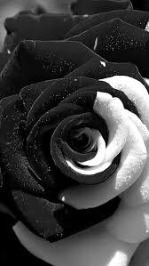 black rose hd wallpapers pxfuel