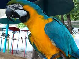 tropical parrot sanctuary in tennessee
