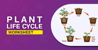 Plant Life Cycle Worksheet Free