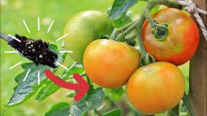 homemade fertilizer for tomato plants