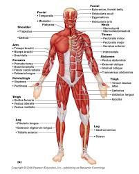 In this image, you will find frontalis, orbicularis oculi, zygomaticus, masseter, orbicularis oris, sternocleidomasteoid, deltoid, pectoralis major, biceps brachii, iliopsoas, adductor longus, gastrocnemius. Human Muscle System Diagram Human Muscle Anatomy Human Body Muscles Human Muscular System