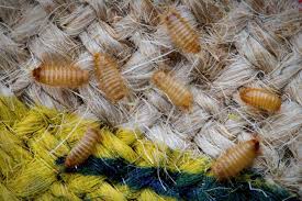 carpet beetle control sydney advise