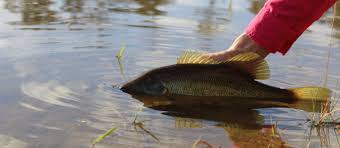 We also rent fishing rods & childrens life…. Bass Fishing In Houston 5 Area Hot Spots