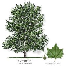 Sycamore American Planetree Native To The Area