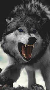 Angry wolf, animal, mad, HD mobile ...