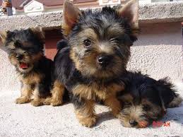 Your puppy is micro chipped for you. Silky Terrier Dogs For Sale Off 54 Www Usushimd Com
