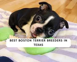 4 best boston terrier breeders in texas