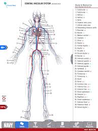 Diagram Of The General Vascular System From The Free Anatomy