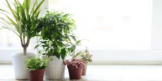 5 Vastu Plants For Positive Energy And