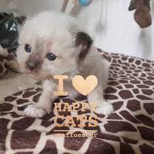 Cattery Sweet Birmans - cattery sweet birmans, tricks and tips, happy cats