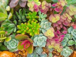 20 types of succulents names care