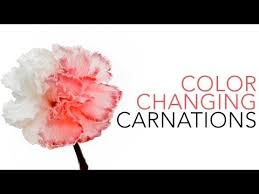 Color Changing Carnation Flowers Experiments Steve