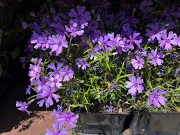 growing creeping phlox in a container