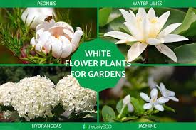 25 White Flower Plants For The Garden
