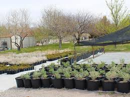 desert adapted native plants garden