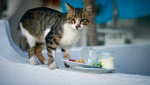 Can cats eat yogurt ? Can Cats Eat Yogurt Is Yogurt Safe For Cats Cattime