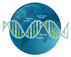 dna function and how is dna structured