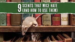 9 scents that mice and how to use