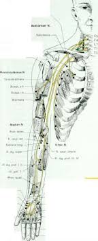 Spinal Nerve And Motor Point Chart Muscles