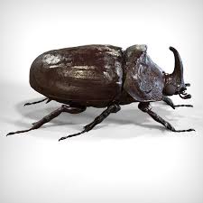 Image result for rhinoceros beetle
