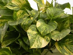 10 Houseplants That Are Dangerous For