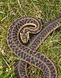 garter snakes once easy to find in the