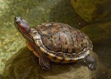 Image result for Red Eared Slider turtle DESCRIPTION
