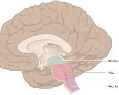 Image of Brainstem brain