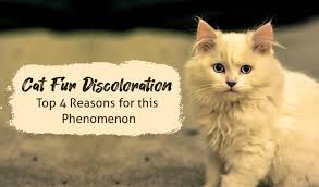 Cat Fur Discoloration Top 4 Reasons