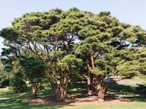 Image result for pine