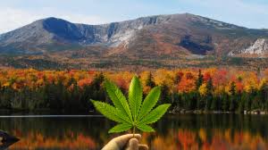 Free from pain and discomfort. Discover How To Get A Maine Medical Marijuana Card Today
